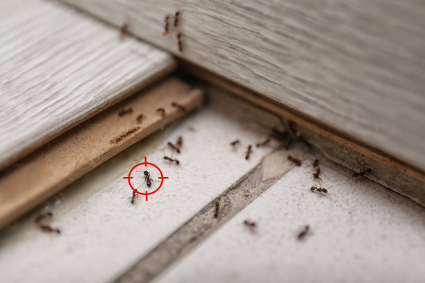 Best Pest Removal Services  in Riverdale Park, CA