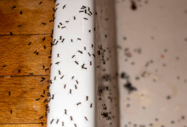  Riverdale Park, CA Pest Control Pros